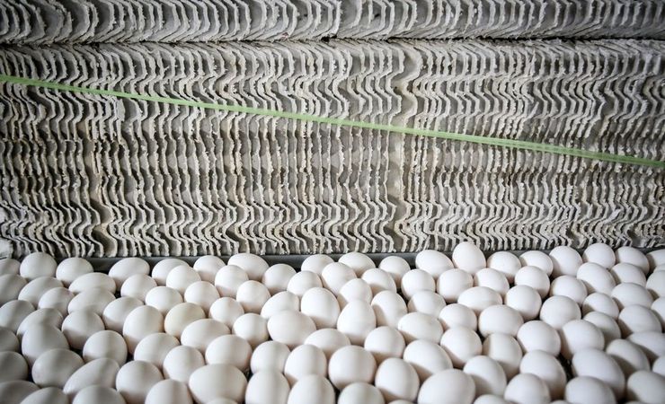 واردات تخم مرغ از ۴ هزار تن عبور کرد | تخم مرغ را چند بخریم؟