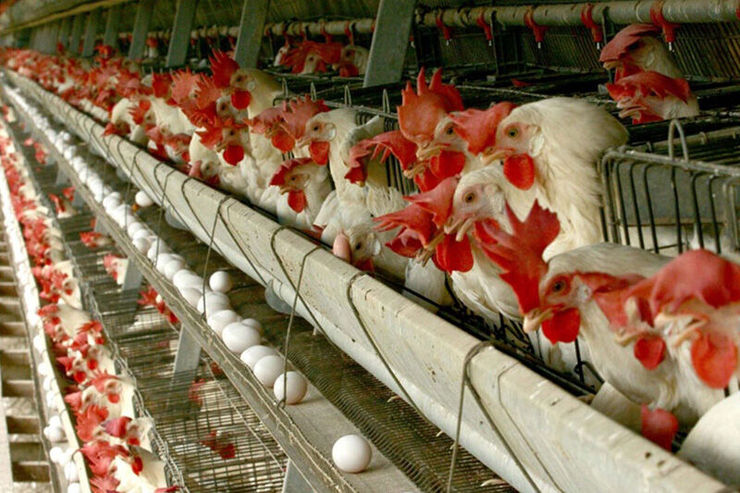 پیامد‌های حذف ارز ۴۲۰۰ تومانی در صنعت مرغ
