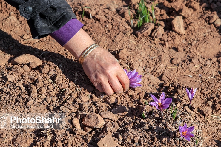 کاهش ۸۵ درصدی تولید زعفران در شهرستان خواف
