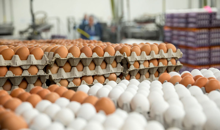 آغاز توزیع تخم مرغ وارداتی با قیمت ۴۱ هزار تومان در بازار