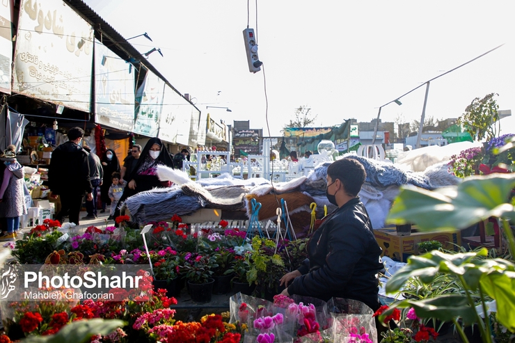 عرضه گل‌های شاخه بریده بومی در تقاطع‌های مشهد آغاز شد