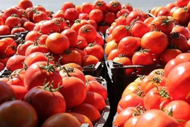 ویدئو | تعادل به بازار گوجه فرنگی برگشت