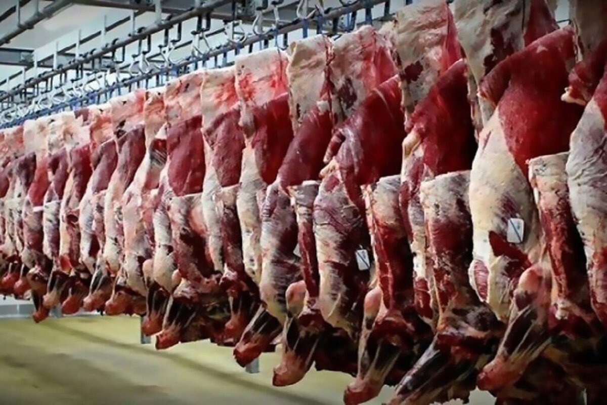 ۱۵۰ تن گوشت تنظیم بازار در خراسان رضوی توزیع شده است