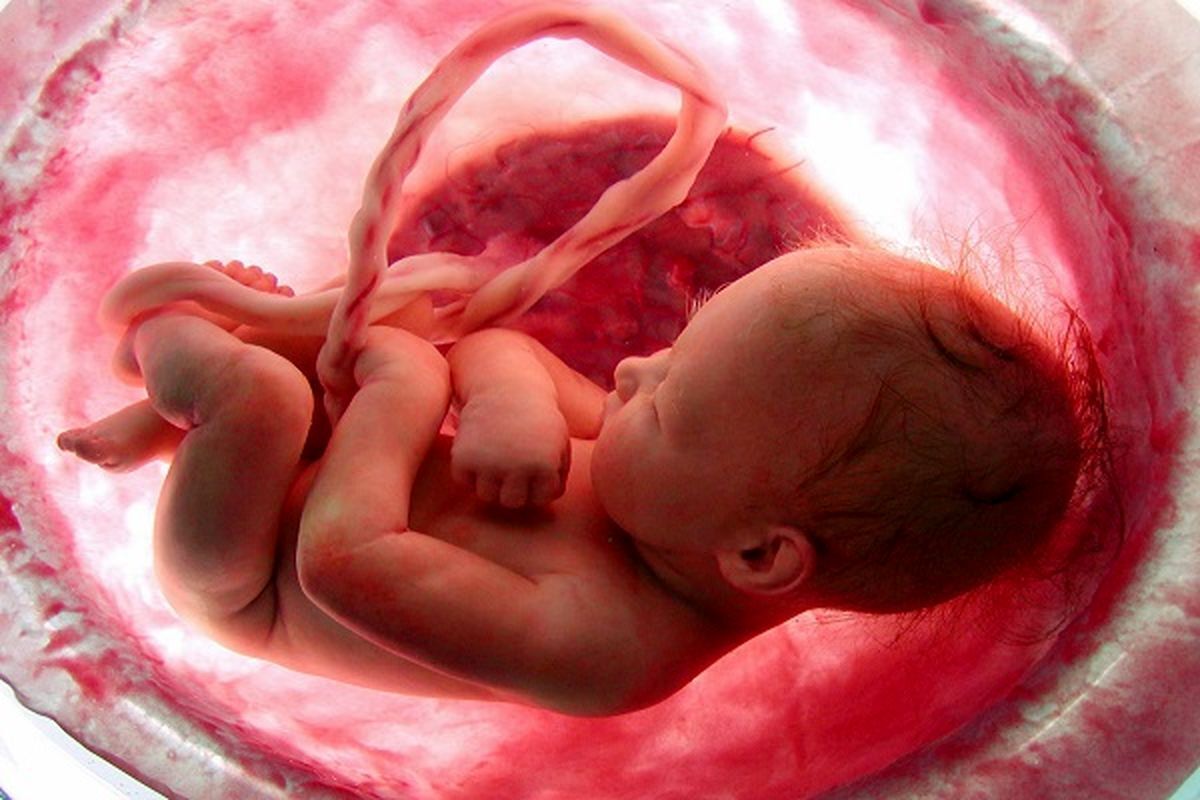 ویدئو| لحظات منحصر به فرد جنین در شکم مادر