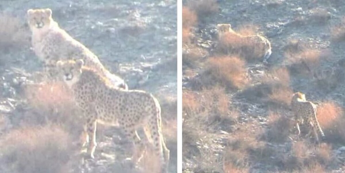 آخرین وضعیت یوزپلنگ‌های ایرانی در پارک ملی توران + عکس