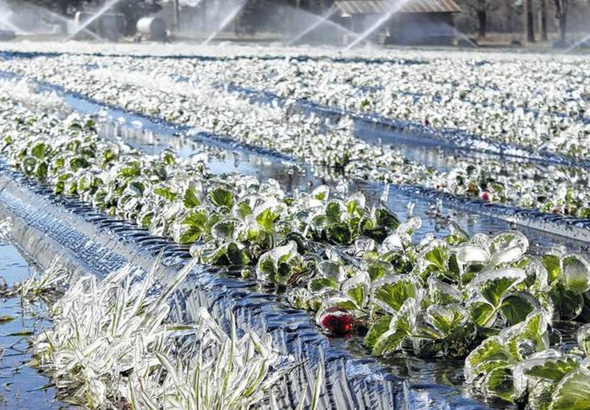 شدیدترین تلفات سرما به محصولات کشاورزی مربوط به فریمان است | پیش‌بینی خسارت ۹۱هزار هکتاری به مزارع زعفران خراسان رضوی