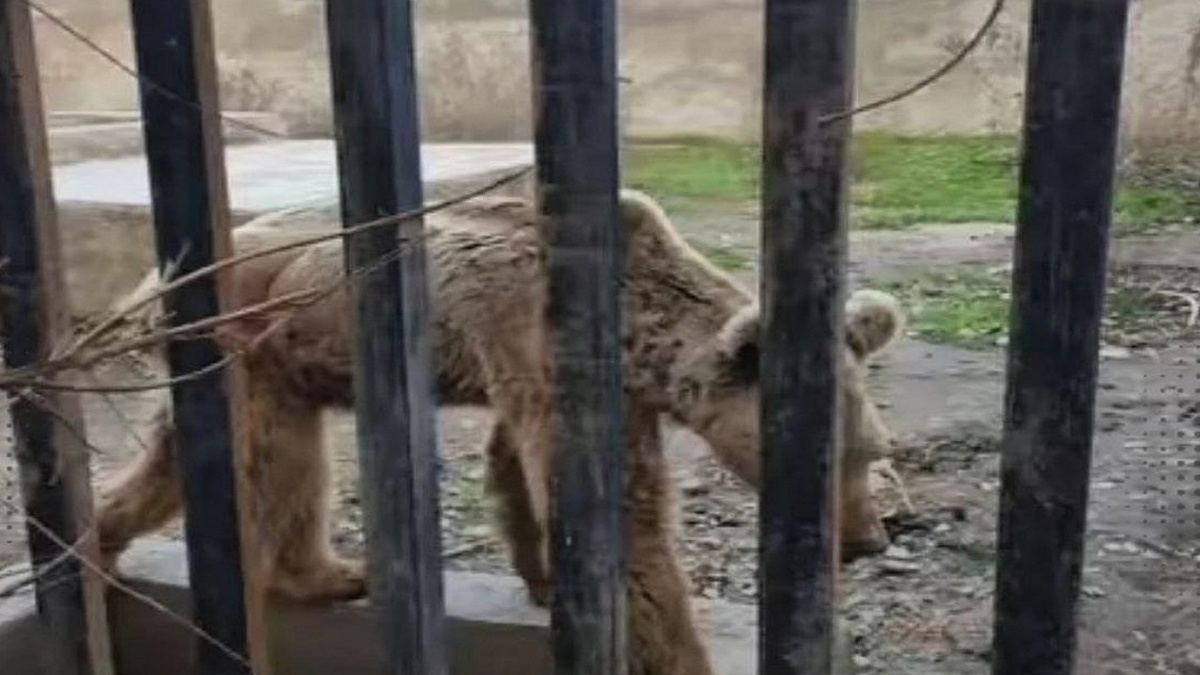 ویدئو| ماجرای ضعیف شدن شیر و خرس در باغ وحش