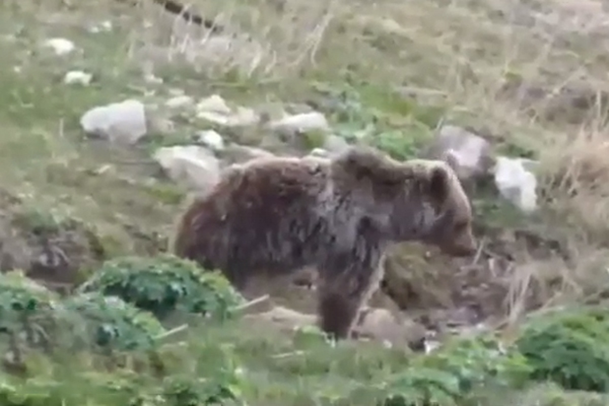 مشاهده توله خرس در ارتفاعات ساری + فیلم