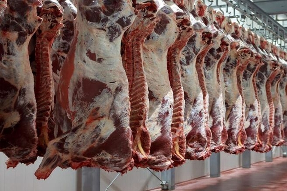 فروش گوشت گرم وارداتی در تهران از فردا یکشنبه (۹ بهمن ۱۴۰۱) + فیلم