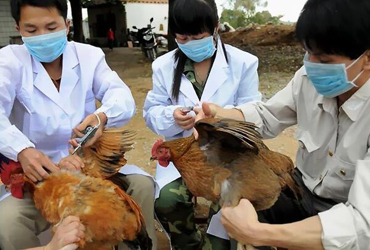 هشدار پژوهشگران انگلیسی درباره شیوع آنفلوآنزای پرندگان