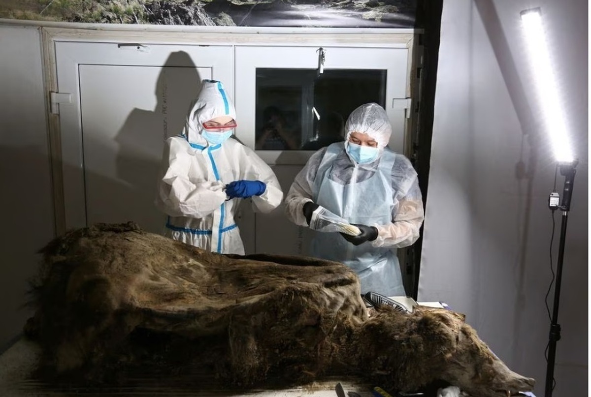 ویدئو| کشف لاشه سالم خرس ۳۵۰۰ ساله در یخبندان