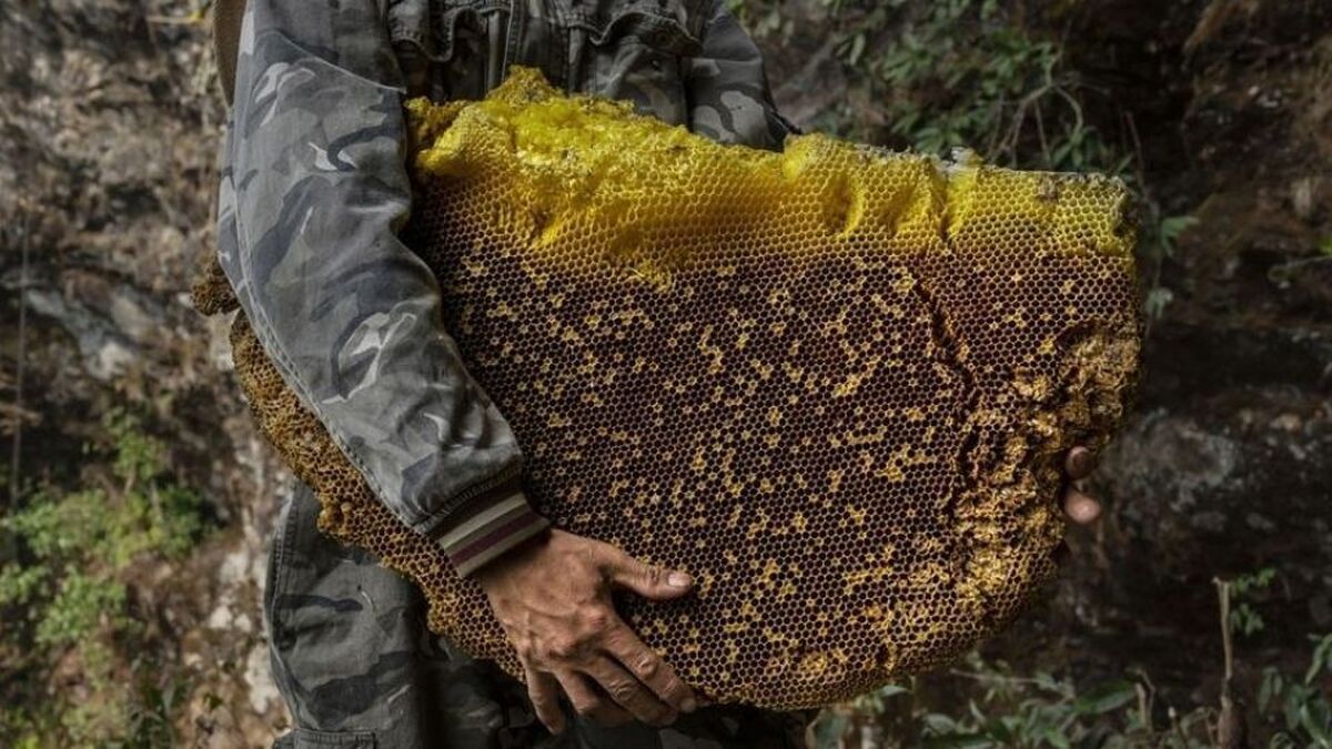 ویدئو| برداشت عسل کوهی از کندوی طبیعی زنبور