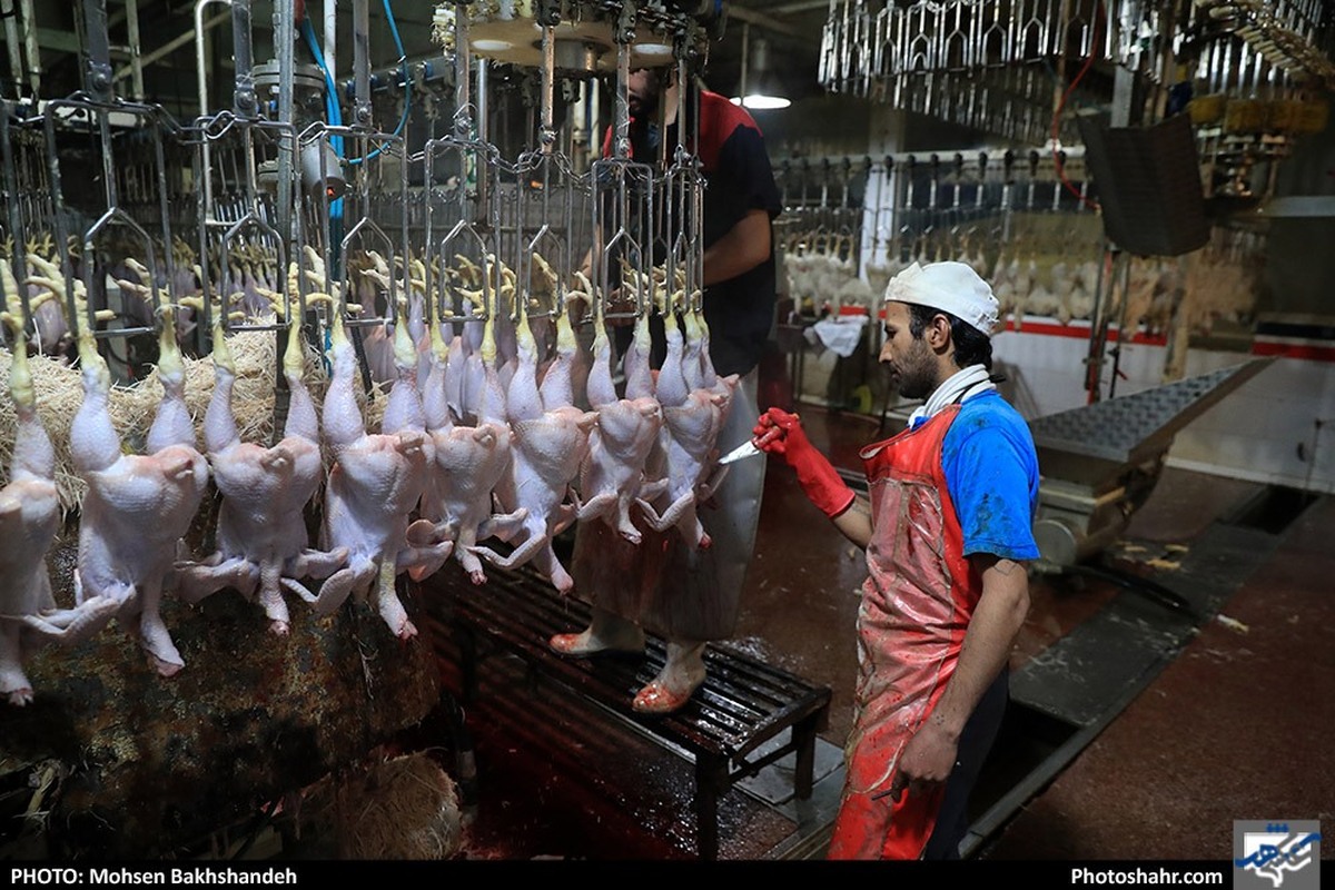 دغدغه‌ای برای تامین گوشت مرغ در ایام پایانی سال در مشهد وجود ندارد