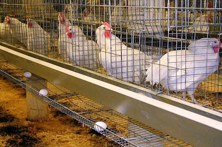 قیمت مرغ و تخم مرغ اعلام شد (۲۰ اردیبهشت ۱۴۰۱) | تکذیب شد