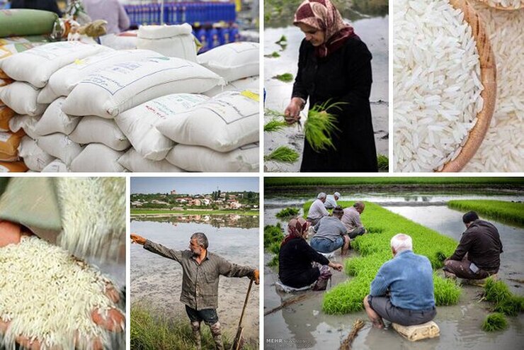 وزیر کشاورزی: برنج ایرانی ارزان می‌شود