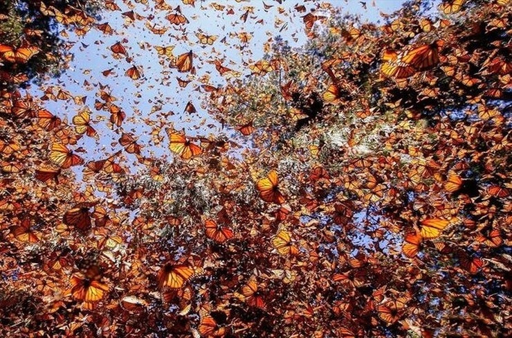 ویدئو| تصاویر زیبا از مهاجرت پروانه‌ها از کانادا به مکزیک