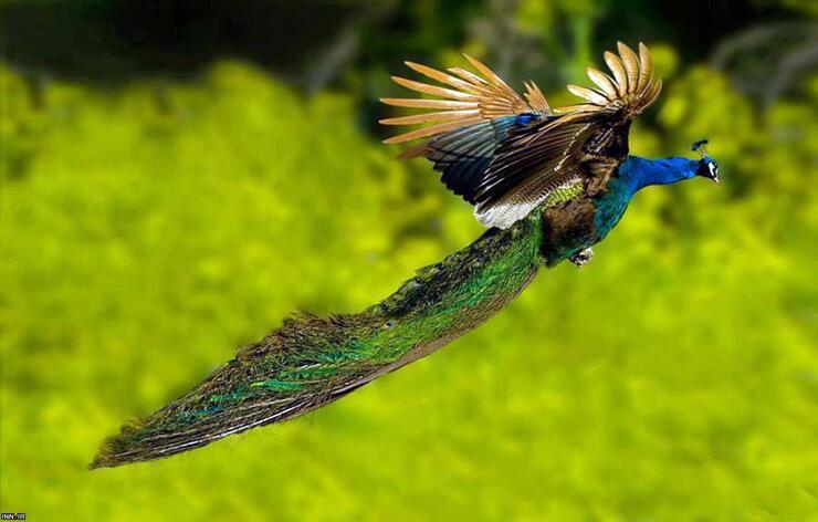 ویدئو| صحنه‌ای زیبا از پرواز صدها طاووس در جنگل های چین