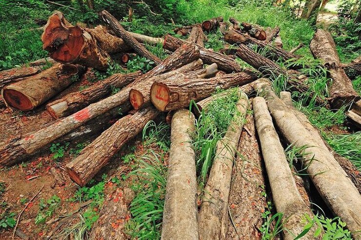 غارت جنگل‌های هیرکانی و زاگرس با قاچاق چوب | نرخ پایین سرخدار‌ها