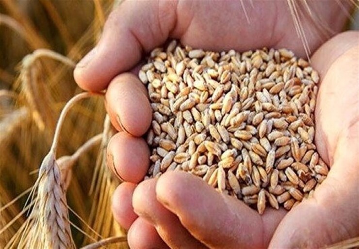 نماینده علی‌آباد: مطالبات کشاورزان پرداخت نشده است | قالیباف: وزیر کشاورزی پیگیر پرداخت مطالبات گندم‌کاران در هفته جاری است