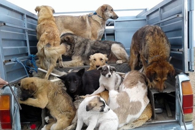 صادرات سگ به تهران با پلاک مخدوش!
