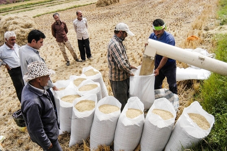 منتظر کاهش جدی قیمت برنج باشید