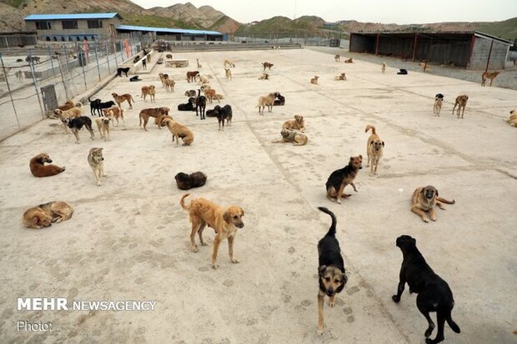 واکنش محیط زیست به شایعات درباره کشتار سگ‌های ولگرد | ۵۰ سگ معدوم شده
