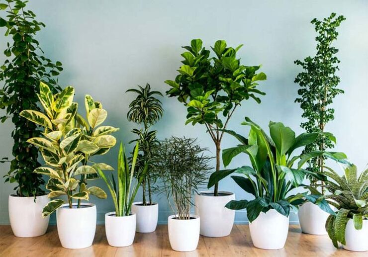 اینفوگرافی| بهترین گیاهان تصفیه کننده هوا