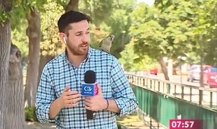 ویدئو| سرقت ایرپاد از خبرنگار توی پخش زنده توسط یک پرنده!
