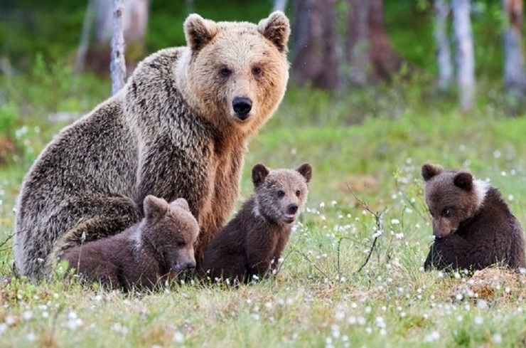 ویدئو| ثبت تصاویری از خرس مادر به همراه ۳ توله اش در البرز مرکزی