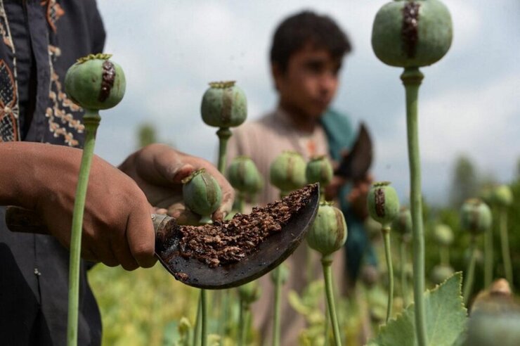 فایننشال تایمز از افزایش ۵۰‌ درصدی قیمت‌ تریاک در افغانستان خبرداد