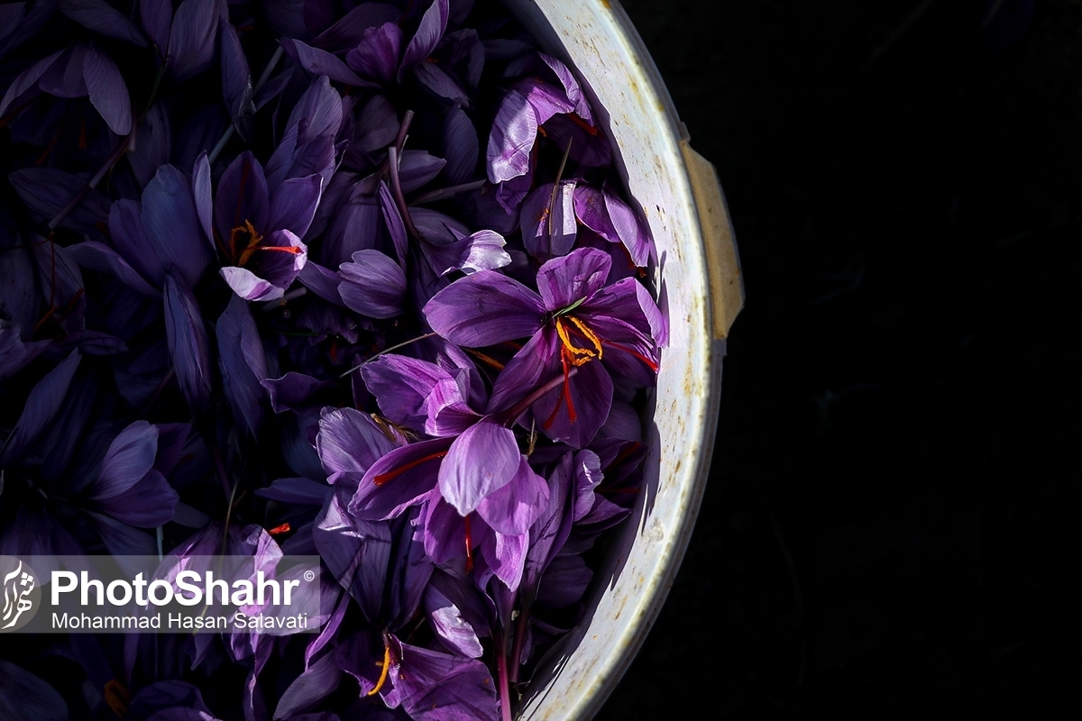 سیر نزولی تولید زعفران خراسان طی سال‌های گذشته | تخمین برداشت ۱۷۰ تن زعفران از شهرستان‌های استان