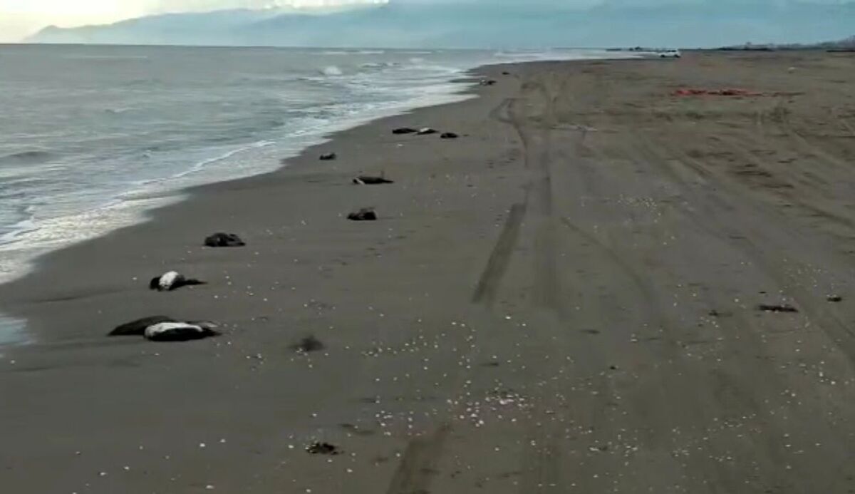 ویدئو| مرگ ۱۳۸ قطعه باکلان در سواحل چاف لنگرود