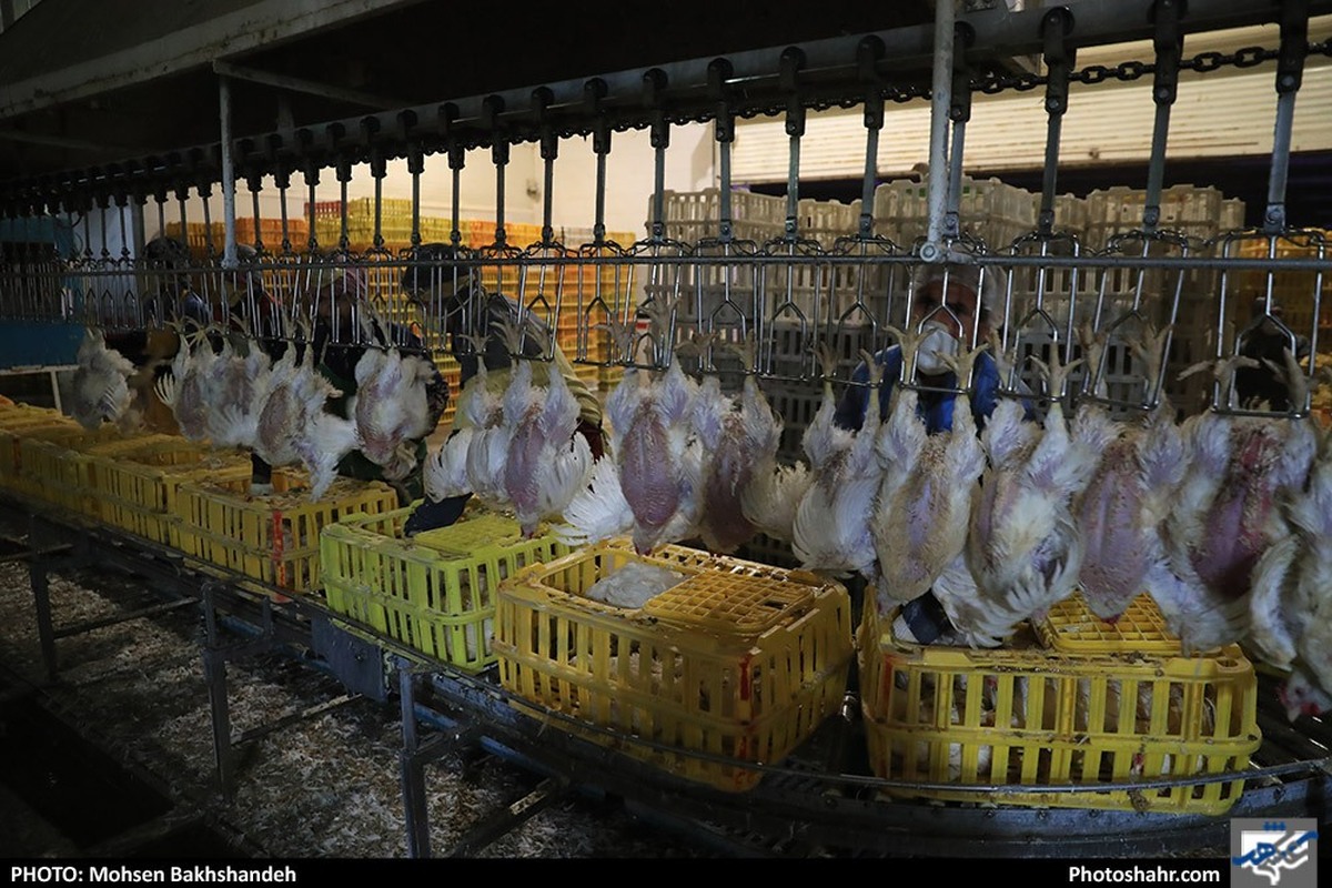 حدود ۱۷۵ هزار تن گوشت مرغ در خراسان رضوی تولید شد