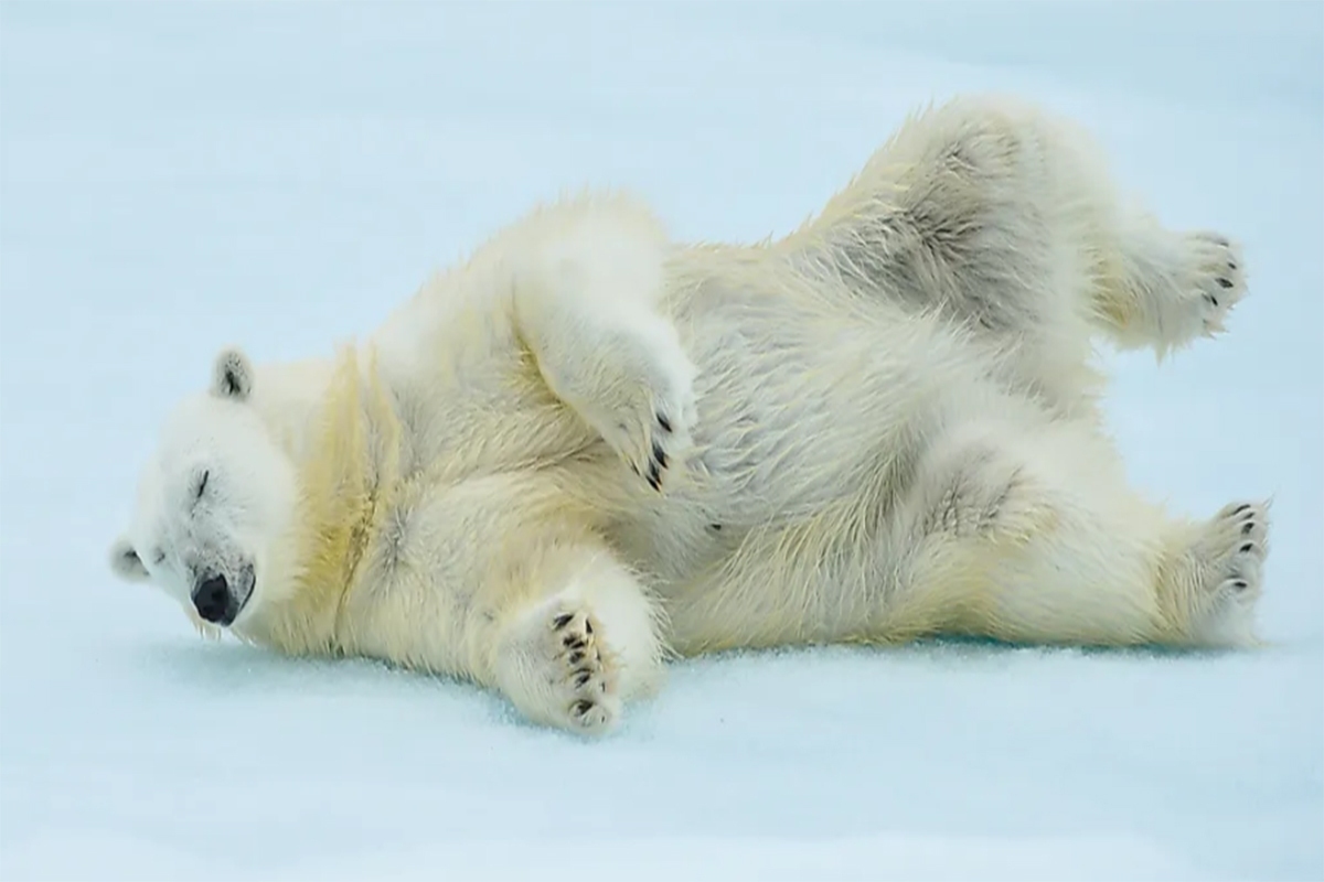 ویدئو| کمک گرفتن خرس قطبی از قوانین فیزیک برای عبور از یخ نازک