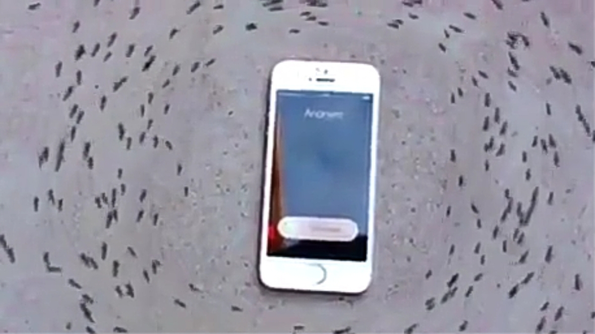ویدئو| تاثير امواج موبایل بر مورچه‌ها