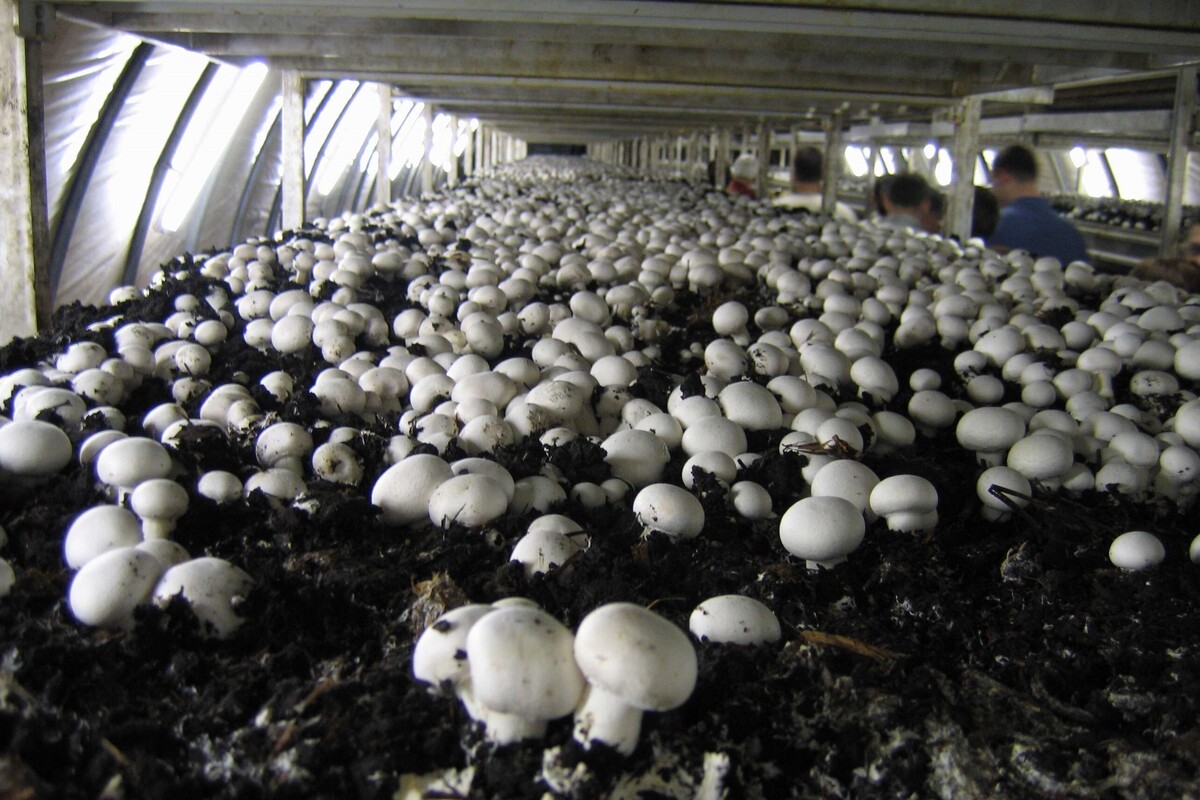 همه واحد‌های پرورش قارچ با ۱۰۰ درصد ظرفیت فعالیت می‌کنند