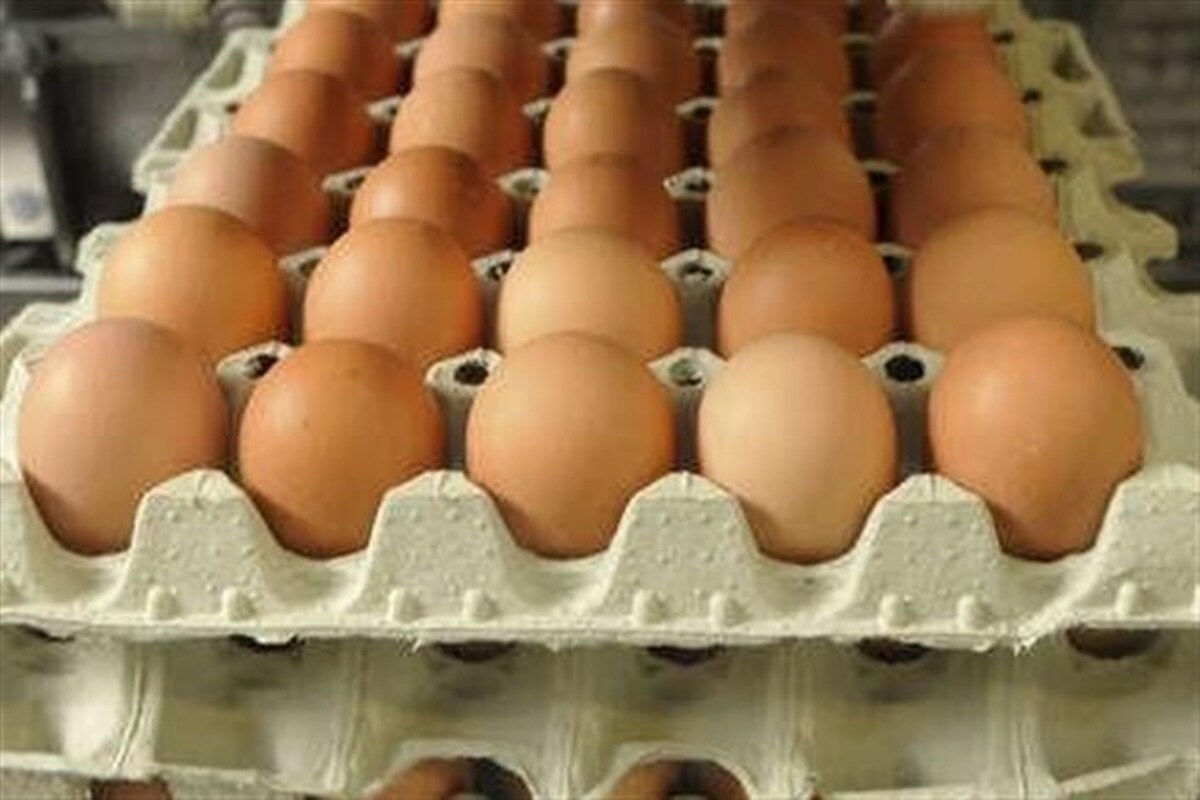 تخم مرغ های فله در خراسان رضوی دارای نشان تولید می شوند |۸۰ درصد تخم مرغ تولید شده فله عرضه می شود