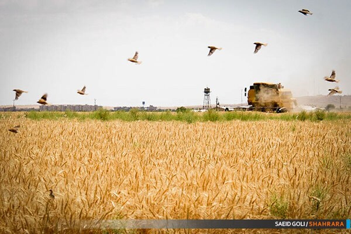 کشت ۶ میلیون هکتار گندم طی سال‌جاری | توزیع ۴۲۰ هزار تن بذر اصلاح شده