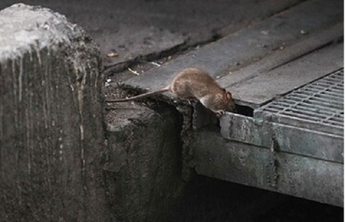شهروند خبرنگار | گلایه شهروند از وجود موش های مزاحم در کانال جمع آوری آب های سطحی در  بولوار فاطمیه مشهد + پاسخ
