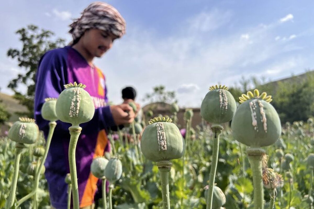 سازمان ملل معیشت جایگزین تریاک برای کشاورزان افغانستان را حیاتی دانست