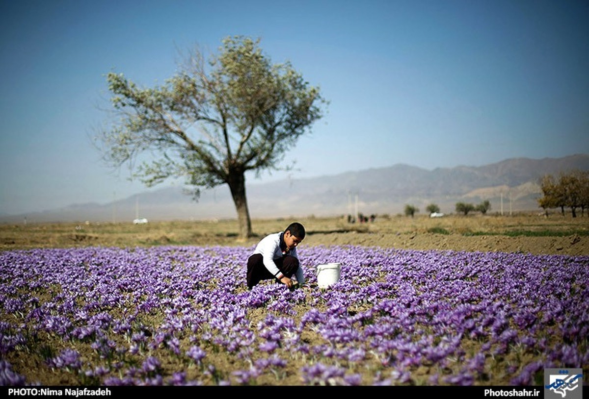 زعفران ایران به افغانستان قاچاق و در اسپانیا بسته‌بندی می‌شود