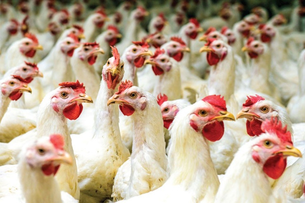 مرغ زنده کیلویی ۵۸ هزار تومان عرضه می‌شود