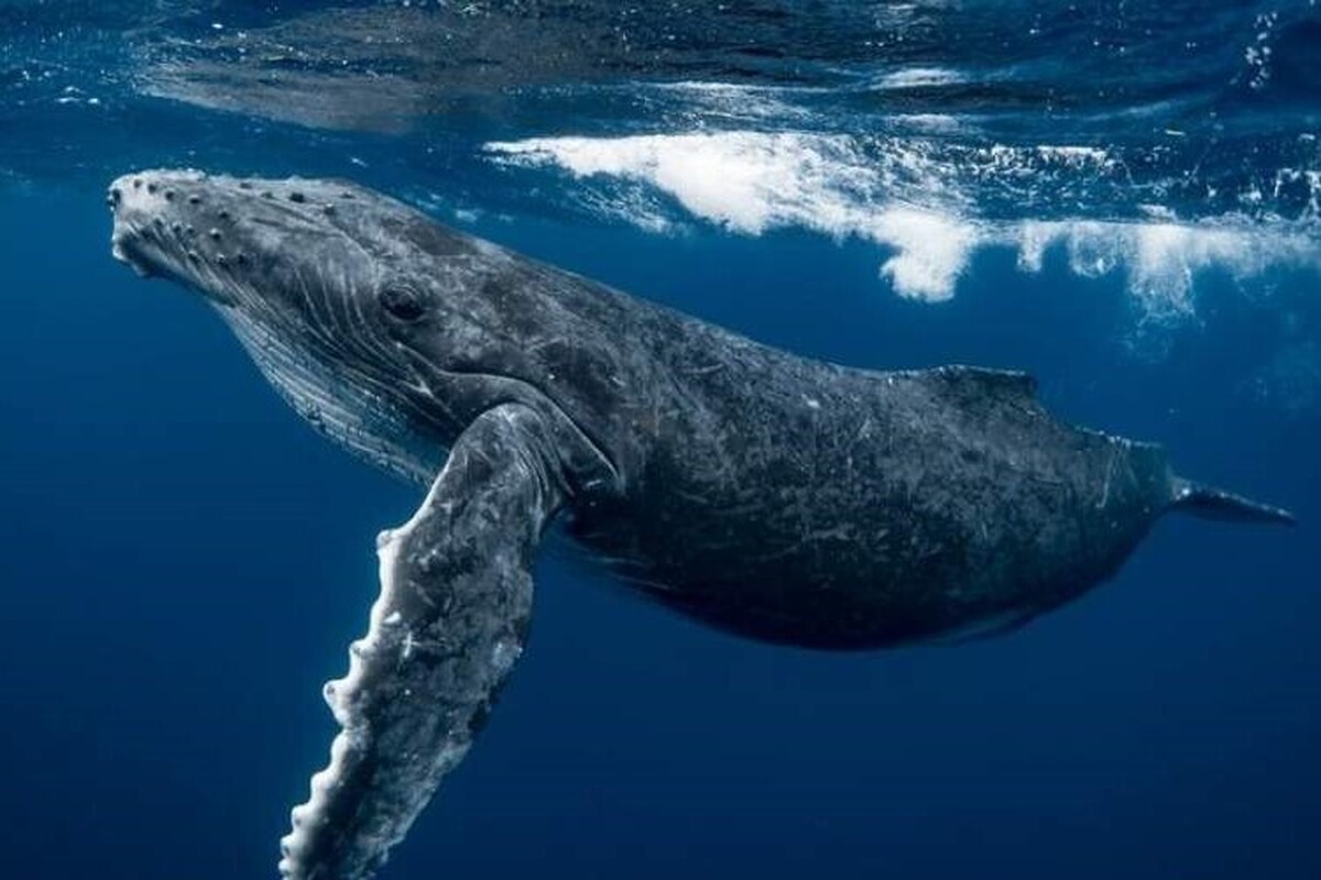 ویدئو| احوالپرسی زیر آب با یک نهنگ گوژپشت