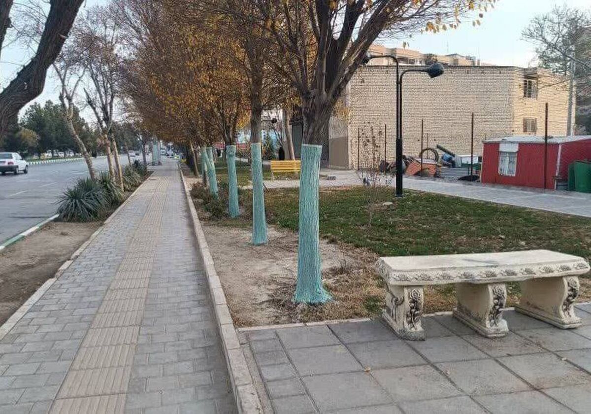 اجرای عملیات پوشش تنه درختان در سطح شهر مشهد
