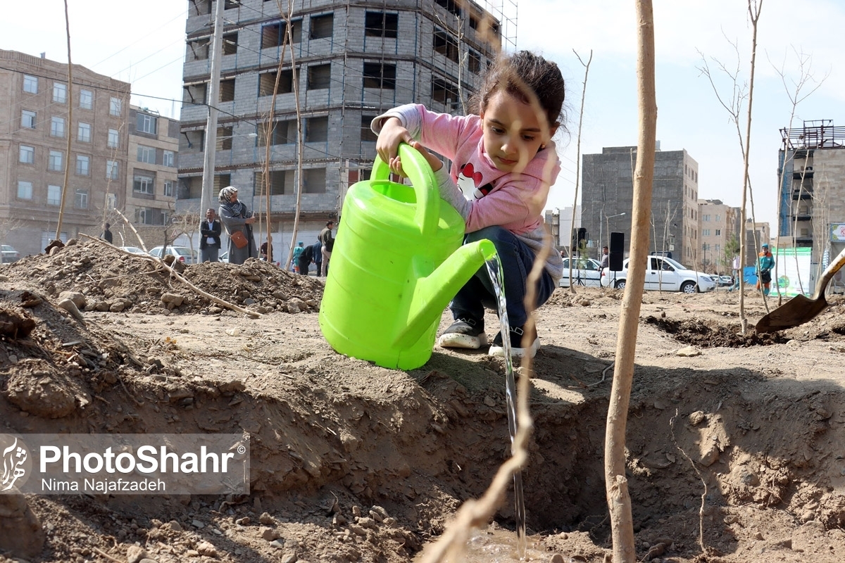 اختصاص ۶۳ هزار انواع درختان مثمر برای منازل توسط شهرداری مشهد