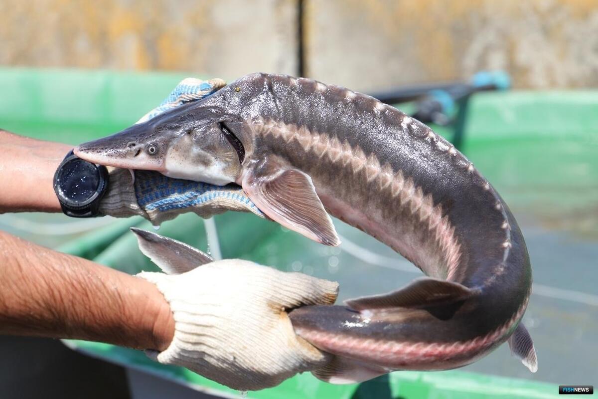 برای اولین بار در خراسان رضوی؛ احداث مجتمع‌های پرورش ماهیان خاویاری با ظرفیت ۱۵۰۰ کیلوگرم خاویار