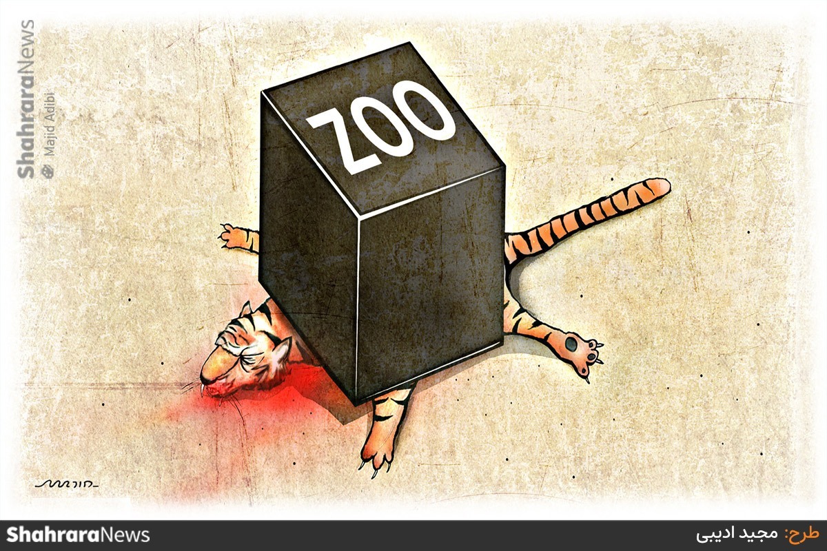کارتون | برای ببر ۱۱ ساله باغ‌وحش مشهد