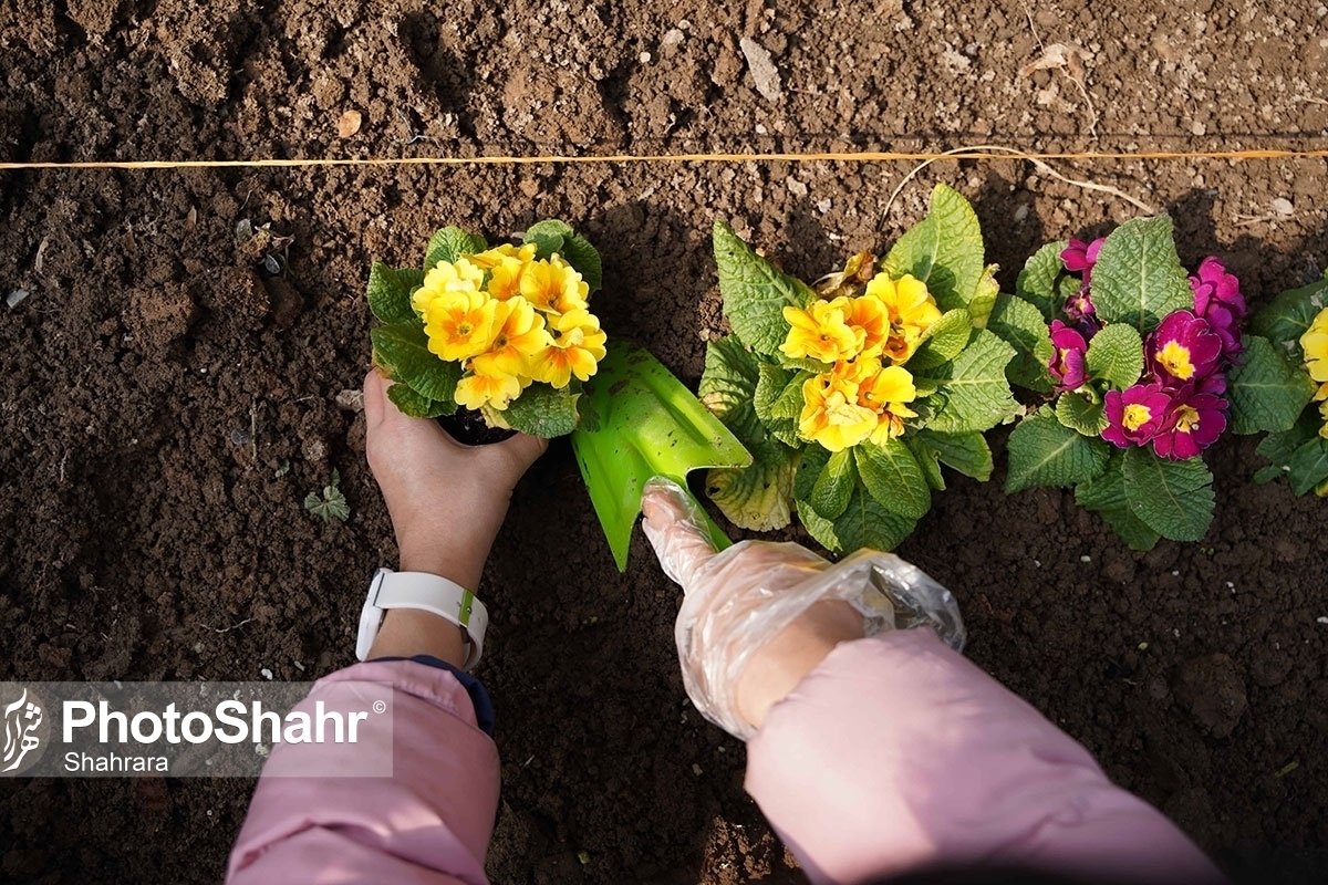 کاشت ۱۵ میلیون بوته گل در مشهد برای استقبال از بهار ۱۴۰۳ | نوروز امسال ۱۱۰۰ المان برای زیبایی شهر جانمایی می‌شود