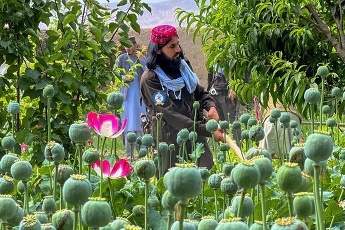 طالبان از سازمان ملل خواست برای کشت جایگزین خشخاش همکاری کند