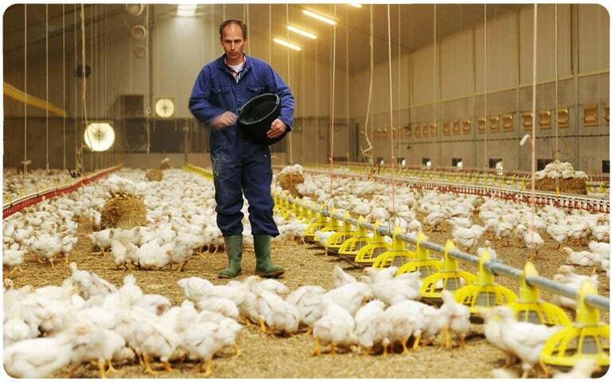 رشد ۱۱ درصدی عرضه گوشت مرغ در بهمن ۱۴۰۲
